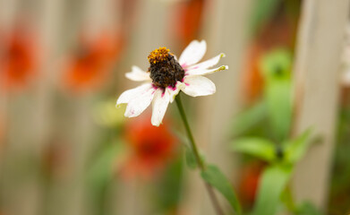 background of beautiful zinnia flowers