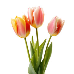 pink tulips on a transparent background