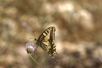 butterfly on a flower