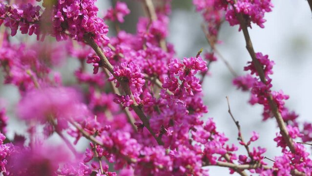 Judas Tree Or European Redbud. The Flowering Plant Family Fabaceae. Pink Redbud Rising Flowers. Close up.