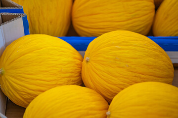 background of melon fruit in shell