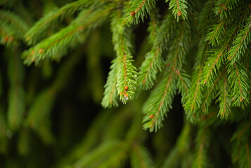 beautiful background of spruce branches