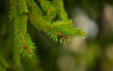 beautiful background of spruce branches