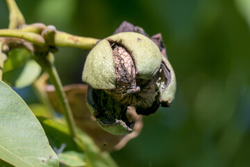 Detailed shot of a ripe walnut on the tree