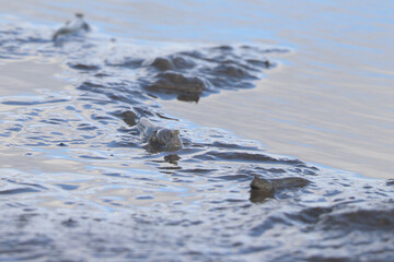 佐賀県有明海の干潟とムツゴロウ