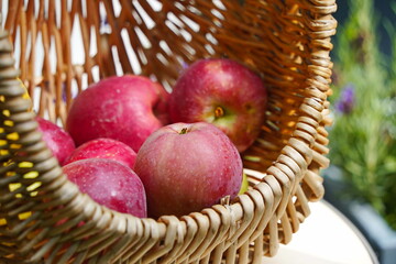 Fresh apples in a wicker basket are collected in the garden.