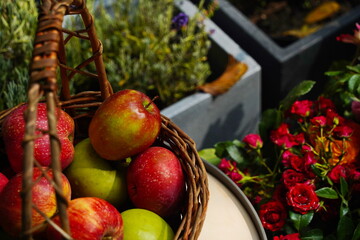 Fresh apples in a wicker basket are collected in the garden.