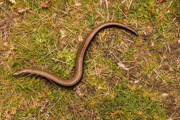 Slow Worm