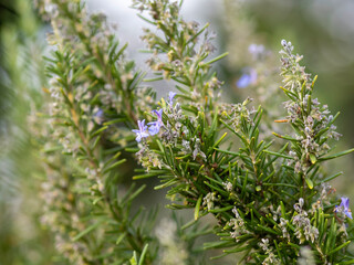 Rosemary Blue Flowering Bush in herbs garden