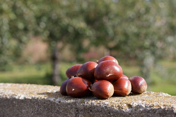 Pile of fresh sweet chestnuts on a concrete wall in an orchard