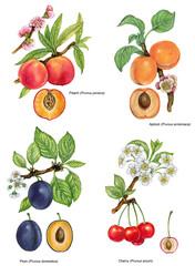 watercolor illustration of different prunus fruit: peach (Prunus persica), apricot (Prunus armeniaca), plum (prunus domestica) and cherry (Prunus avium) on white background. png.