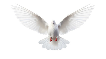 White dove flying freely on transparent background