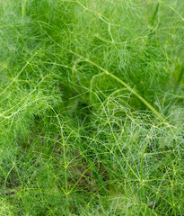 Green leaves of Dog fennel eupatorium capillifolium plant growing in the park