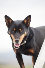 Australian Heeler or Australian Cattle dog, also known as a Blue Heeler