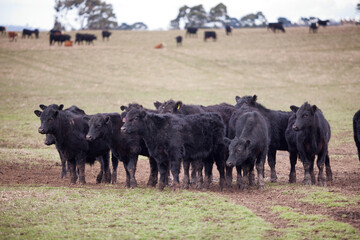 Beef cattle in a farm paddock Tasmania - 672138154