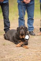Black and tan coloured Rottweiler dog