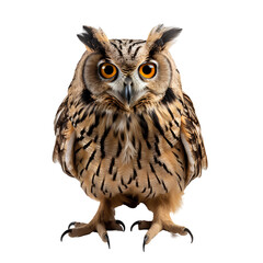 Naklejka premium great horned owl png. brown owl png. owl png. owl isolated png