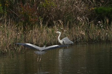 grey heron in a pond