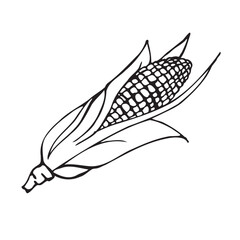 Corn cob silhouette. Black line drawing. Vector illustration