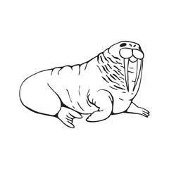 walrus silhouette. Black line drawing, sketch. Vector illustration