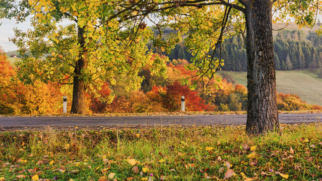 trees with colorful foliage by the road in morning light. autumn season