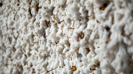 a huge cotton industry of Uzbekistan close up short of cotton