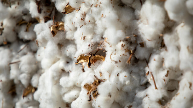 the close-up photo of a cotton in the industry outdoor raw material storage