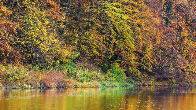 trees in fall colors on the shore of a mountain river. autumn scenery on a sunny day