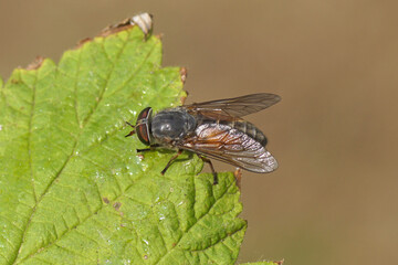 Closeup female Levels Yellow-horned horsefly (Hybomitra solstitialis synonym Hybomitra ciureai). Family Horse-flies, gadflies (Tabanidae). On a leaf. July, Dutch garden.	