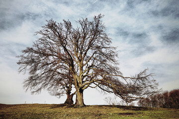 Old big beech tree in the field with blue sky - retro vintage effect.