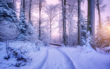 Road in snowy forest in beautiful winter at sunset. Colorful landscape with trees in snow, trail, purple sky in evening. Snowfall in woods. Wintry woodland. Snow covered forest at dusk. Trees in hoar