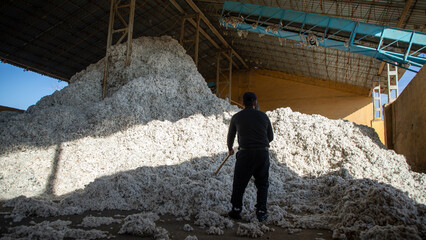 hard-working man in a cotton industry - obrazy, fototapety, plakaty