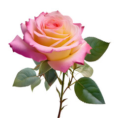 A beautiful, bright rose-colored painting. 