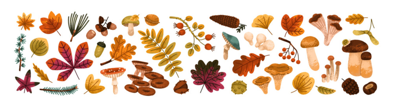 Botanical autumn set. Tree leaves, mushrooms, leaf branches, berries, acorn and foliage. Fall forest decorations. Natural design elements bundle. Flat vector illustrations isolated on white background