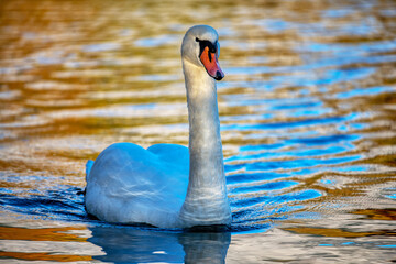 a swan - cygnus olor - swimming on a lake