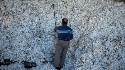the man with a grass cutting knife working in a cotton industry