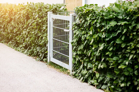 Hedge Fence with Stainless Steel Wicket Entrance Door of Patio Garden. Hedgerow or Green Leaves Wall of Modern Landscaping.