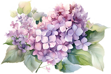 Watercolor hydrangea, lilac, hortensia on a white background. AI generated illustration.