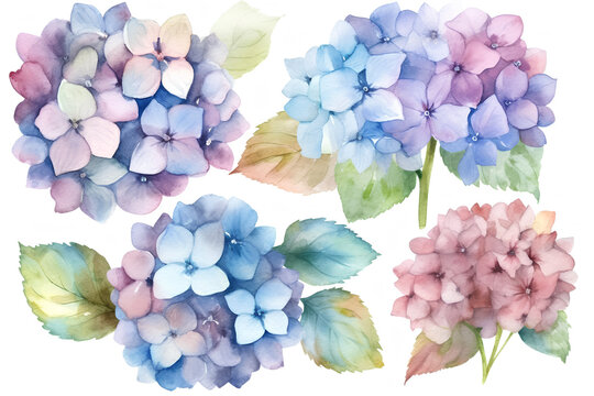 Watercolor hydrangea, lilac, hortensia on a white background. AI generated illustration.