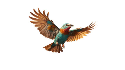 colorful bird flying isolated on background