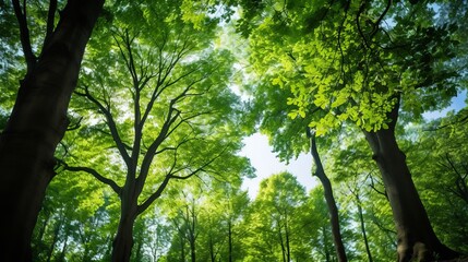 Fototapeta premium Trees in a excellence stop