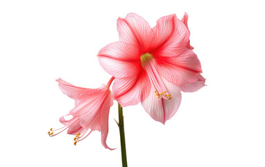Blooming Elegance The Radiant Amaryllis Flower on White or PNG Transparent Background.
