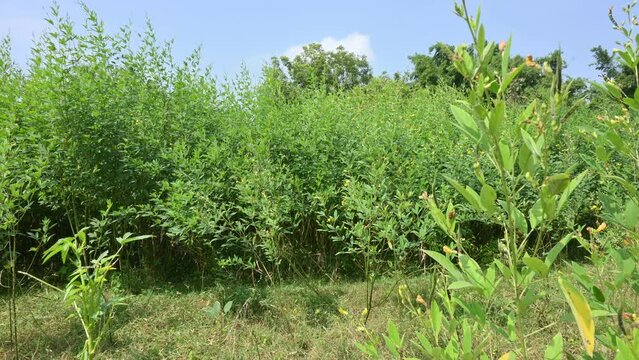 Pigeon pea crop with flowers. Pigeon pea plant in floral stage. Its other names Cajanus cajan,&nbsp;pigeonpea,&nbsp;red gram&nbsp;or&nbsp;tur. This is a perennial&nbsp;legume&nbsp;from the&nbsp;family&nbsp;Fabaceae.
