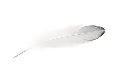Feathered Splendor The Colorful Display of Bird Feather on White or PNG Transparent Background.