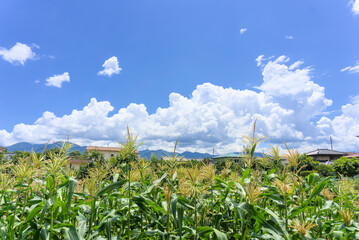 トウモロコシ畑と夏の空
