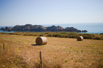 Balles rondes de foin au bord de la mer