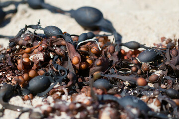 algues sur le sable