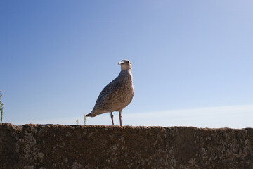 Oiseau du littoral maritime de la Manche