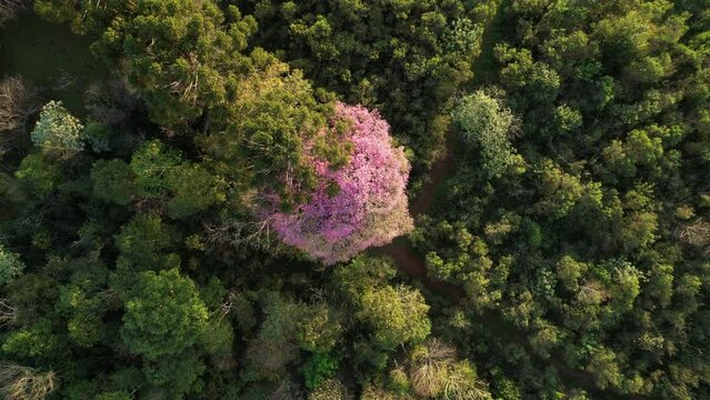 A striking pink Lapacho tree standing amidst the jungle, observed from an aerial perspective.