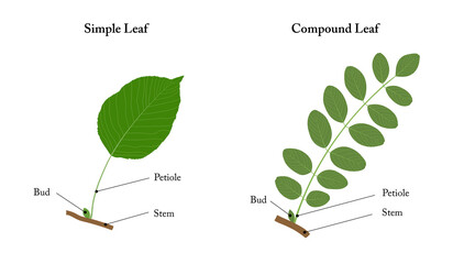 A simple leaf and a compound leaf. Labeled diagram.